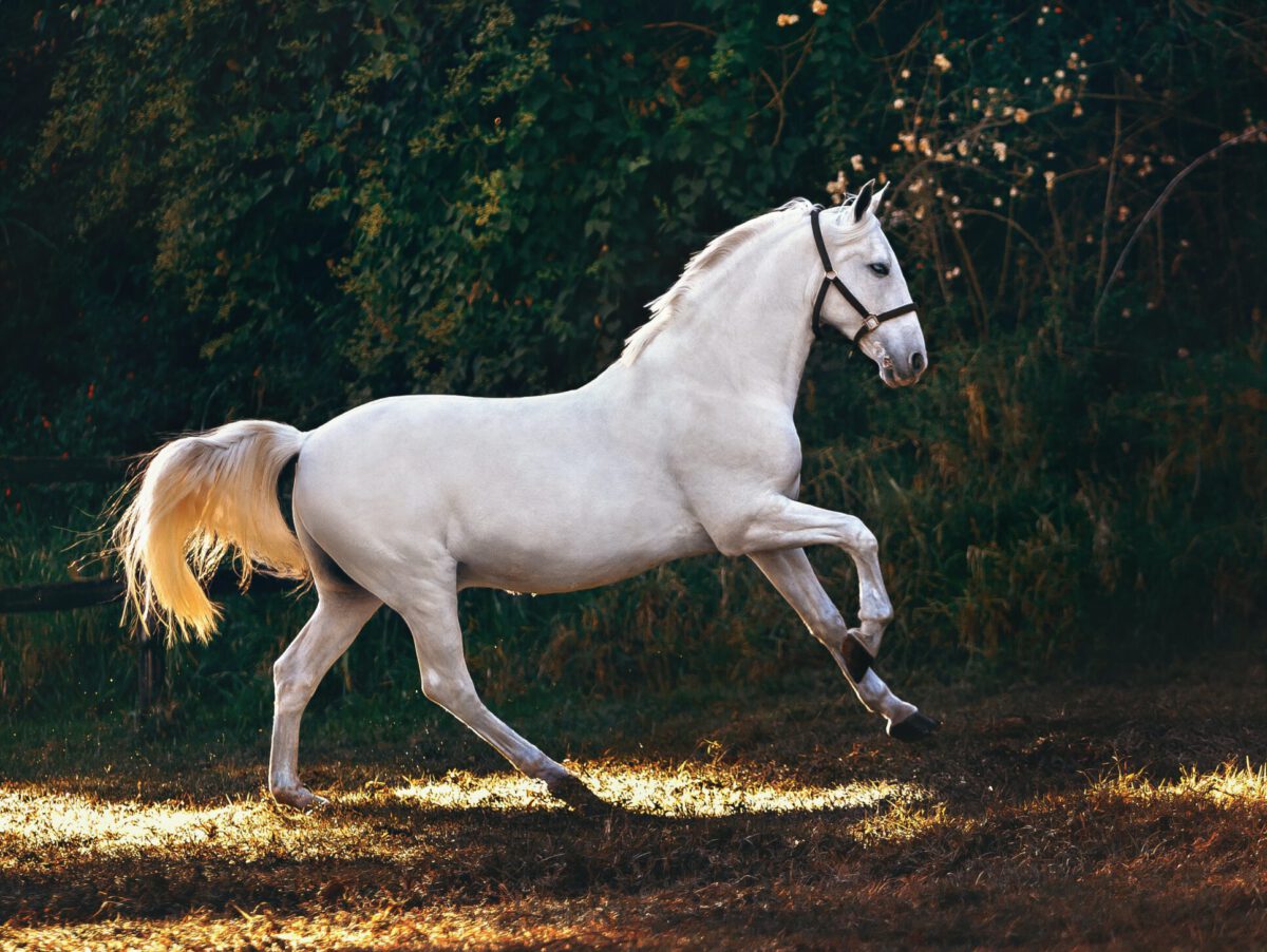 Paard uit de ring