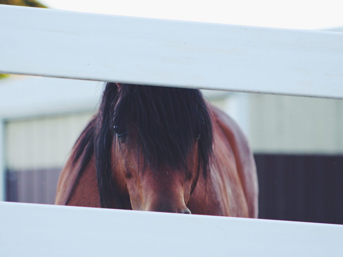 De kracht van de paarden